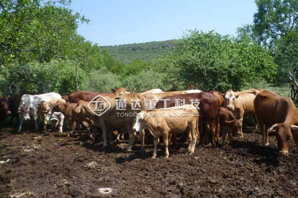 養牛的牛糞怎么處理?小型牛糞有機肥生產線多少錢?