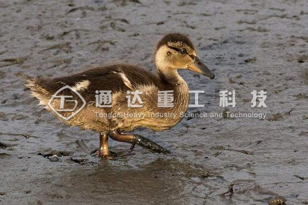 養10000只鴨子適合配備多大產量的鴨糞有機肥生產線？需要投資多少錢?